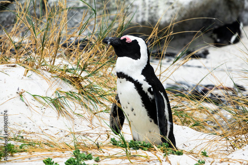 Cute african penguin or jackass penguin at Boulders Beach South Africa photo