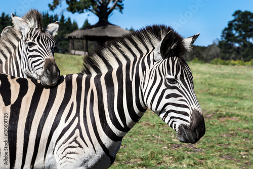 Plains zebra  Equus quagga  or Burchell s Zebra  Equus burchelli  Eastern Cape  South Africa