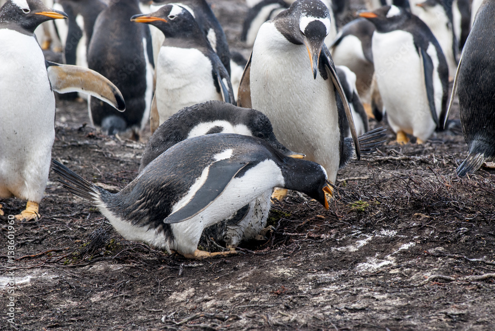 Fototapeta premium Gentoo Penguin Colony