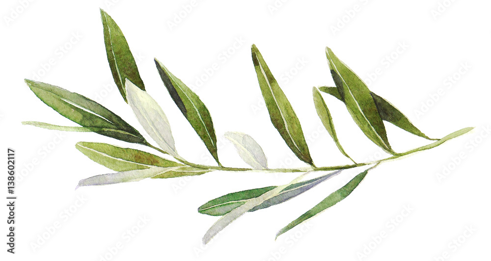 Watercolor olive branch on white background. Hand drawn watercolor illustration, painting the olive tree. Stock Illustration | Adobe Stock