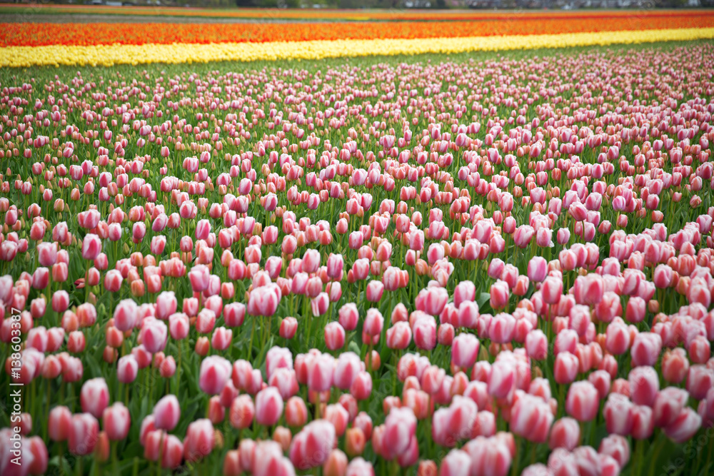 pink, red and orange tulip field in North Holland pink, red and orange tulip field in North Holland