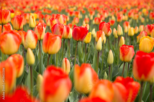 field with red tulips in the netherlands