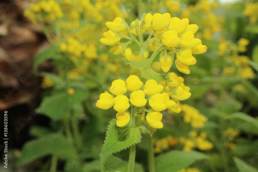 Yellow Yellow