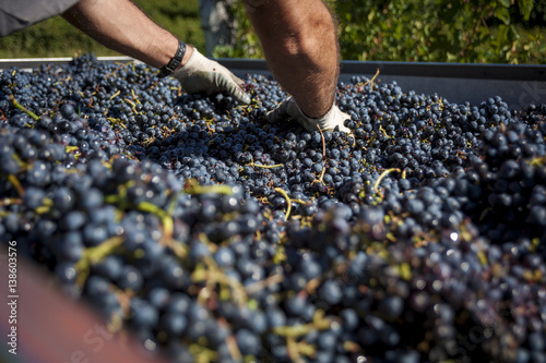 Hands working on plenty of red wine grapes