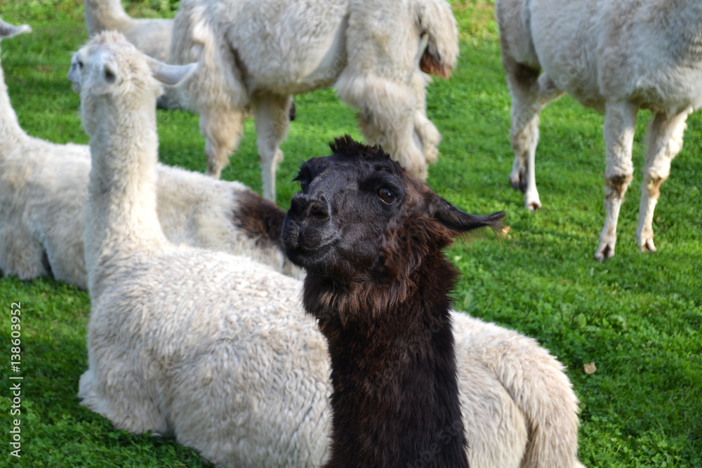 Fototapeta premium Alpacas