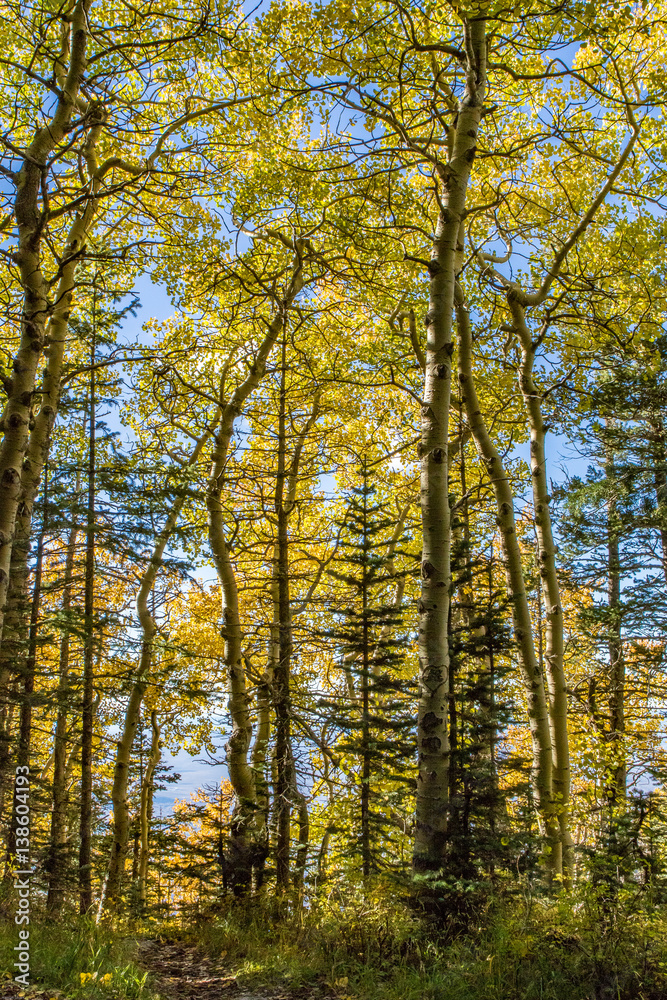 Aspen trees in fall on Sandia Mountains, New Mexico