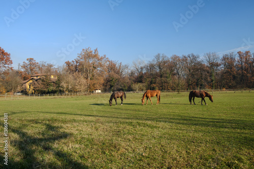Monza park: horses at pasture © Claudio Colombo