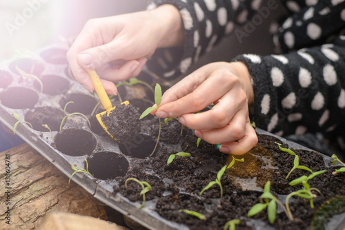 The hand of a young woman are planting the seedlings into containers with the soil.