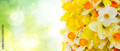 Fotografie, Obraz Fresh spring Light and dark yellow daffodils banner with copy space on green gar