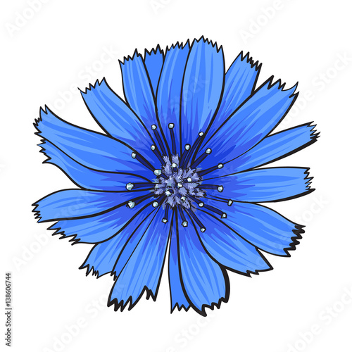 Open chicory wild flower head, top view, sketch style vector illustration isolated on white background. Realistic top view hand drawing of wild, field chicory flower