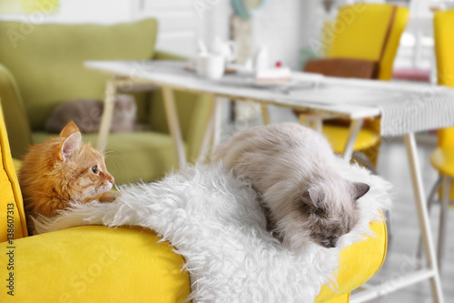 Cute cats on sofa in modern...