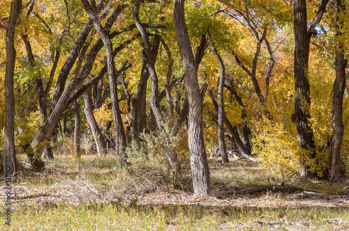 Cottonwood trees, grasses, and shrubs in autumn along Rio Grande in central New Mexico