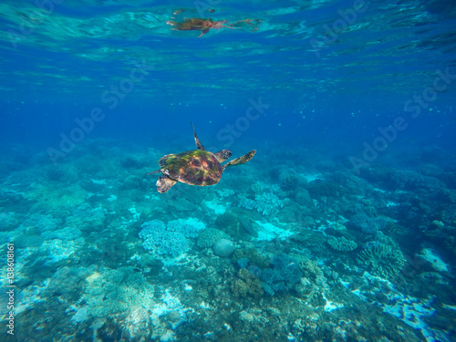 Sea turtle in blue lagoon. Oceanic rare species.