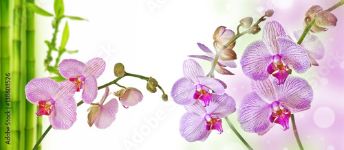 Fototapeta Naklejka Na Ścianę i Meble -  two pink orchids and empty space for text