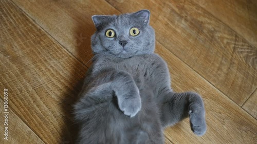 British cat lying on the floor on his back, trying to sleep. British cat happy