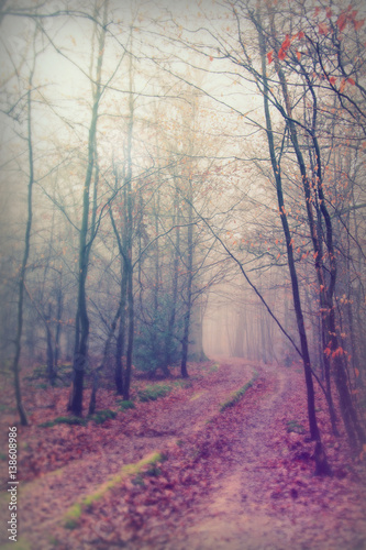 English woodland on a foggy misty morning