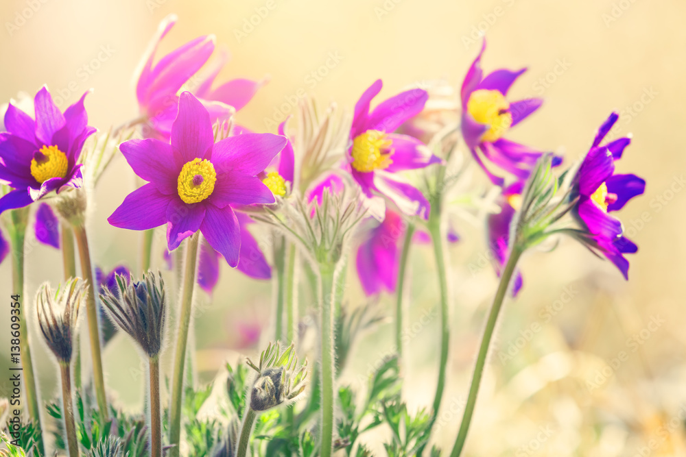 Spring purple flowers background  - obrazy, fototapety, plakaty 