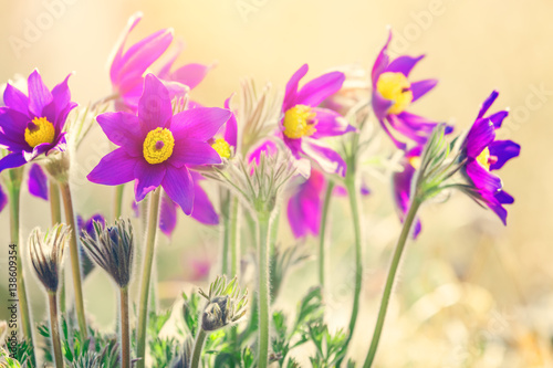 Spring purple flowers background 