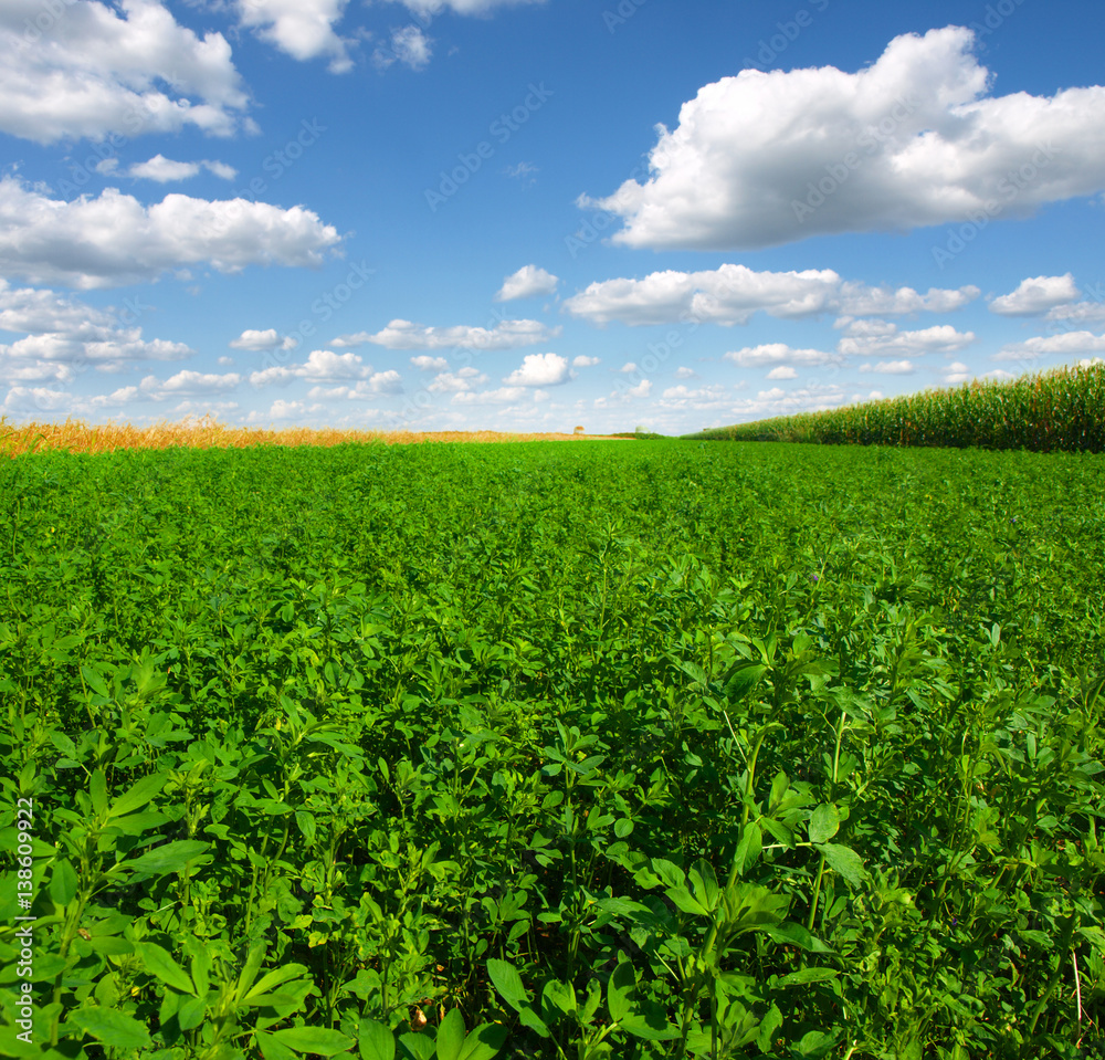 green clover field