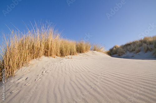 Ripples in the sand of a beach, in the background dunes and Beach grass