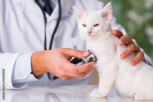 White kitten visiting vet for check up © Elnur