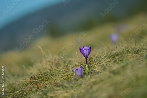 Flowers purple crocus