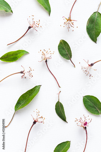 sacura leaves and flowers pattern on white background. Flat lay. top view. concept of spring, freshness and beauty.