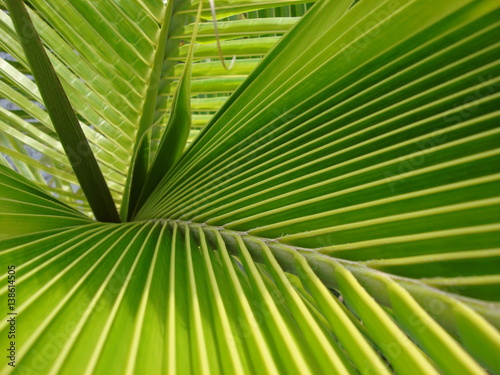 Abaco Island Tropical Patterns