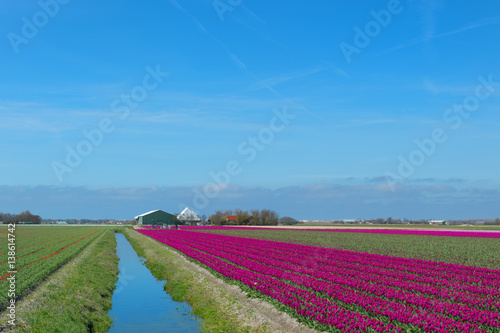 Dutch landscape with red tulips