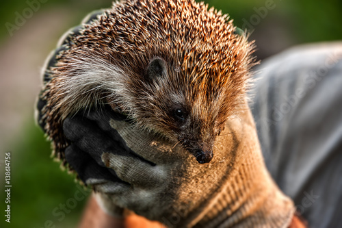 forest wild prickly hedgehog in human hands