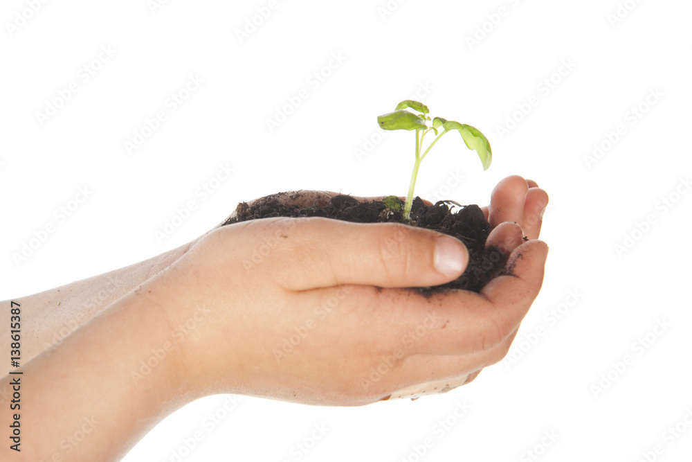 Child hands with growing plant Child hands with growing plant