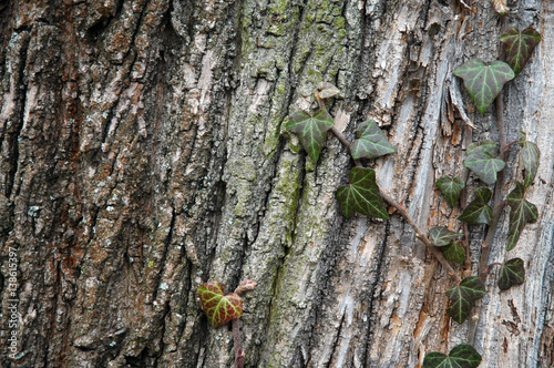 Baum mit Efeu bewachsen photo