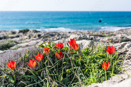 Beautiful flower background. Amazing view of red wild tulips blooming on a Mediterranean sea cost at the middle of sunny spring day.  photo