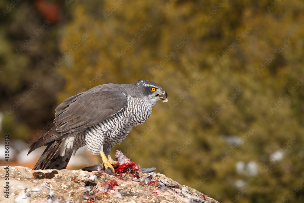 Fototapeta premium Goshawk into the snow