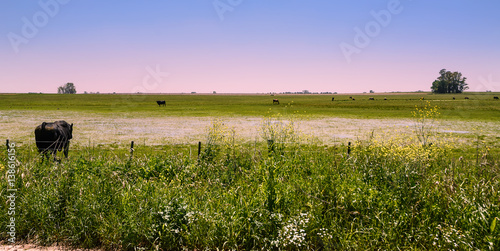 View of wet pampas in Areco photo