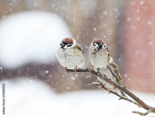 funny little birds sitting on a branch during a heavy snowfall in the Park
