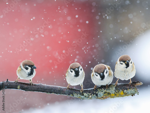 funny cute birds sitting on a branch in the snow in Park at winter
