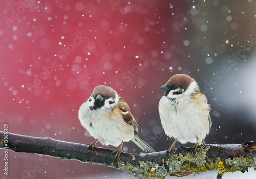 angry birds sitting on a branch in the snow in Park at winter