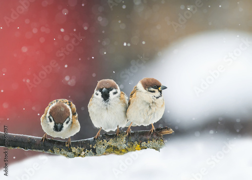 birds sitting on a branch in the snow in Park at winter