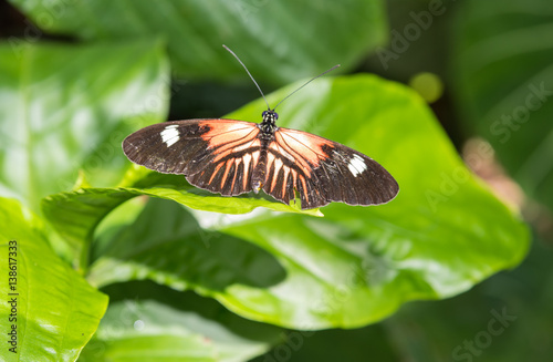 A captive Doris longwing (laparus doris) butterfly resting on a leaf. photo