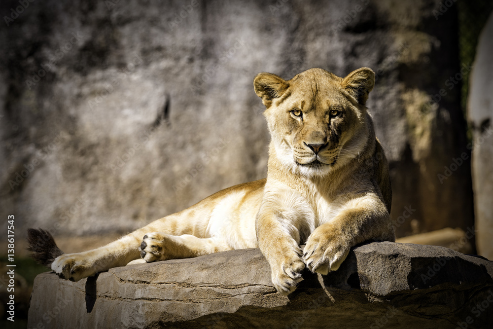 Obraz premium Lioness sitting on a rock