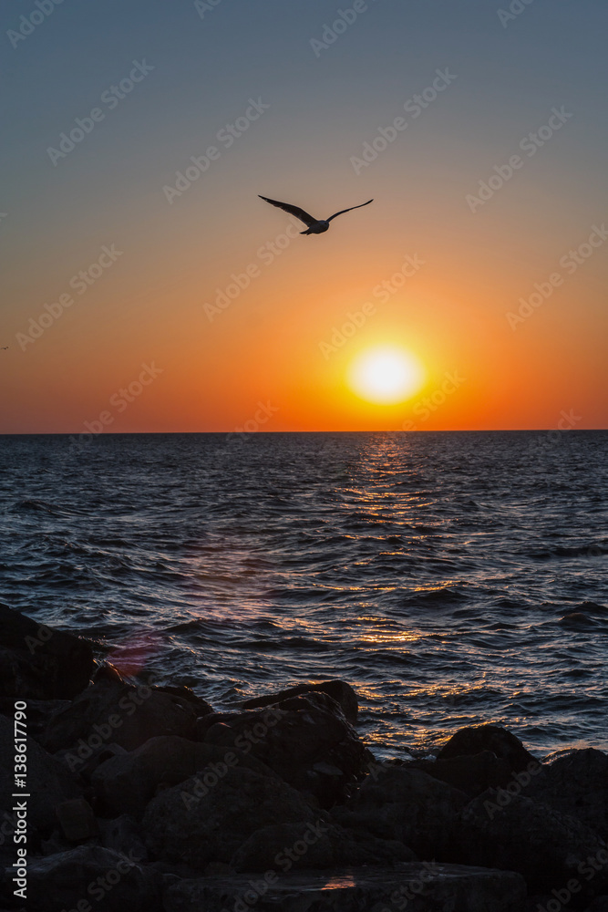 Fototapeta premium Silhouette of seagull bird flying over the sea at sunset time