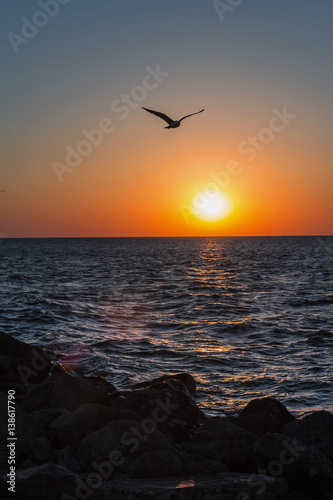 Fototapeta Naklejka Na Ścianę i Meble -  Silhouette of seagull bird flying over the sea at sunset time