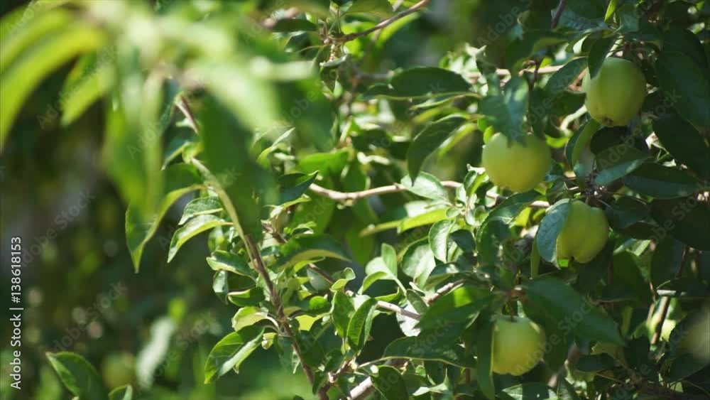 Branches of Apple trees with apples sway in the wind on blue sky background. Branches of Apple trees with apples sway in the wind on blue sky background.