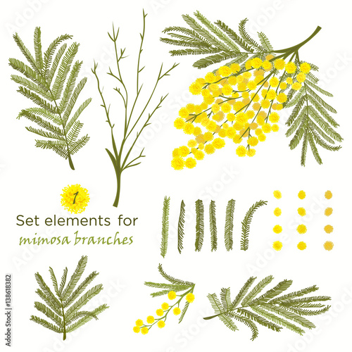 Fototapeta Naklejka Na Ścianę i Meble -  Set of hand-drawn elements for branches of mimosa