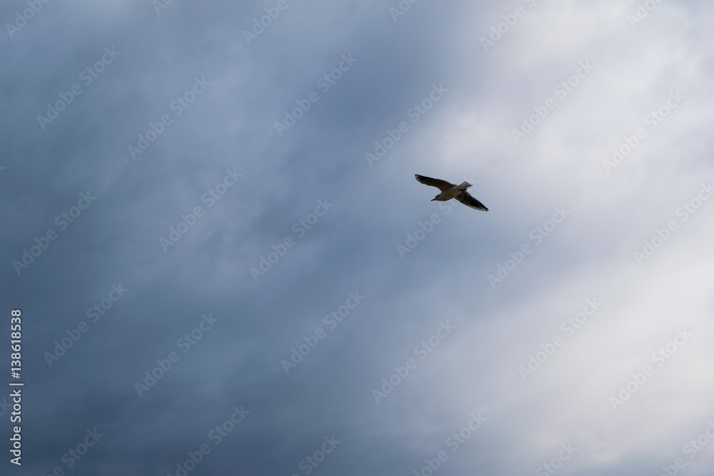 Seagull flying against blue dramatic cloudy sky Seagull flying against blue dramatic cloudy sky