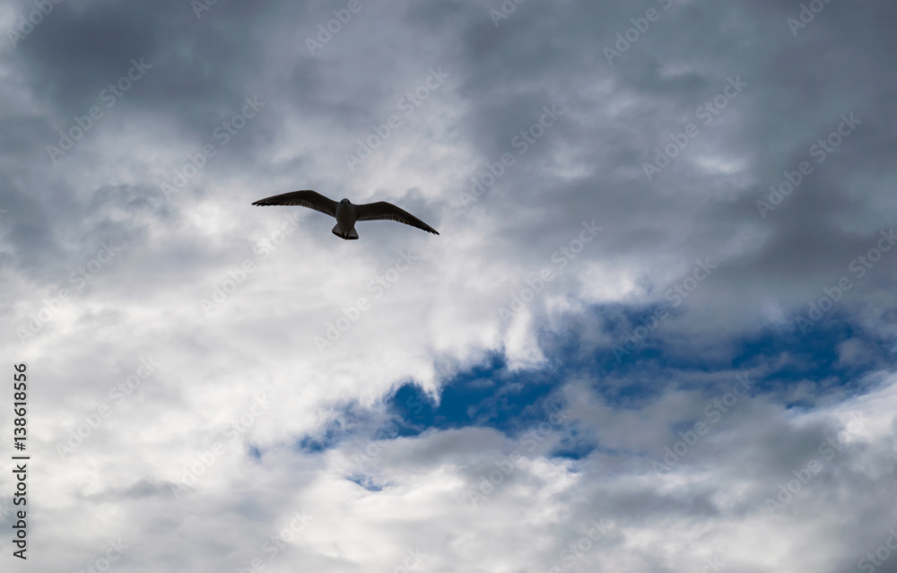 Seagull flying against blue dramatic cloudy sky