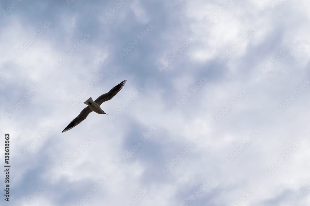 Seagull flying against blue dramatic cloudy sky Seagull flying against blue dramatic cloudy sky