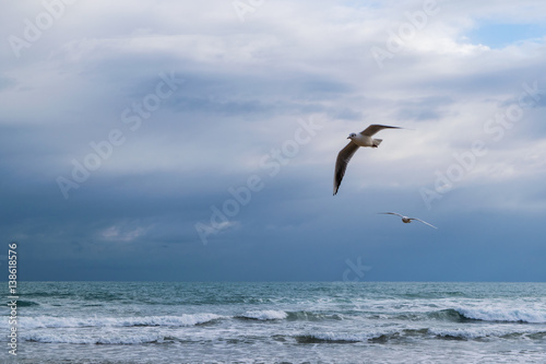 Seagull flying against blue dramatic cloudy sky  over the sea 