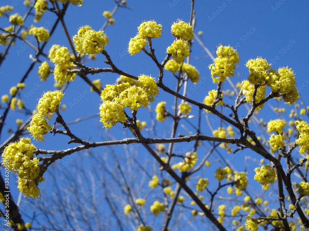 Yellow blossoms of european cornel tree on blue spring sky Yellow blossoms of european cornel tree on blue spring sky